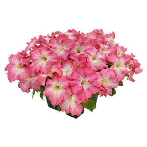 Petunia x hybrida F₁ SUCCESS!® HD Salmon Morn | Benary